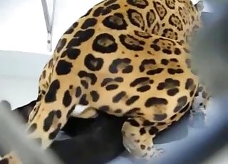 You're gonna love this vicious zoo vid