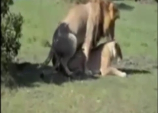 Interspecies zoo XXX with a pig taking cock