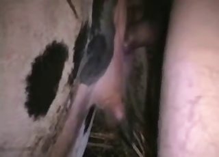 Filthy zoophile wants to fuck this filthy little cow