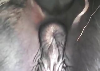 Huge rectal slot of a stallion