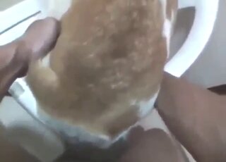 Anal Bestiality Tube