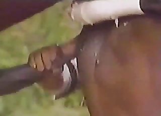 Two horses fucking relentlessly