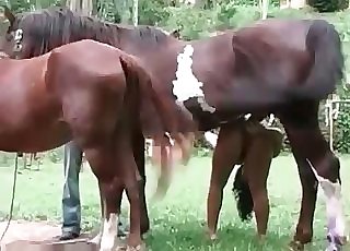 corinthians ao vivo multi canal - Horny young horses in the amateur zoophilia action