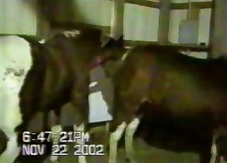 Two spotted horses have impressive sex