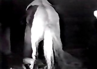 Massive wiener of a lusty pony