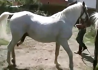 Camera escondida filmando negro dotado fodendo moreninha rabuda - Two white stallions and a horny jockey
