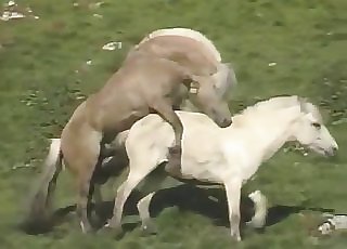 Outdoors action with two horses