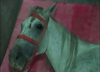 Big load comes from a stallion cock