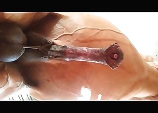 camera 0rive - The large penis of a stallion looks like a appetizing treat