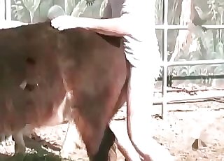 Trained horse really loves filthy bestiality XXX