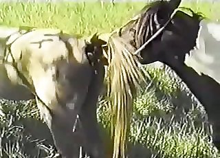 Wild horses have nice sex in the woods