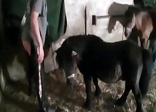 This young horse bangs like a porn actor
