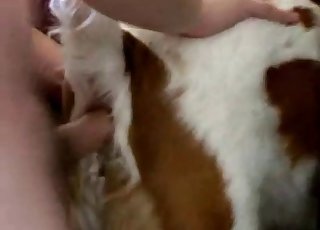 Spotted dog nailed from behind by owner