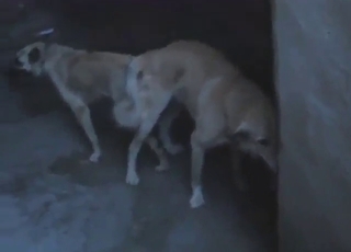 Bestiality sex can happen without humans too