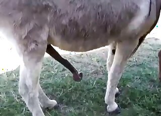 Porno Alexandre Frota novinha sem vergonha metendo gostoso com seu priminho - Amateur animal porn - Donkeys in heat get ready for copulation